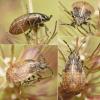 Nysius sp.
